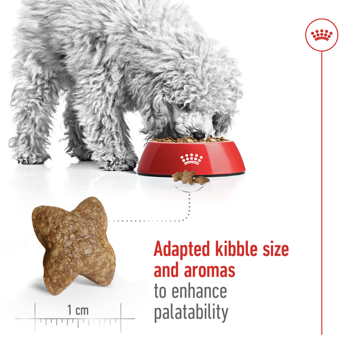 Mini Adult 8 kg - Image 5